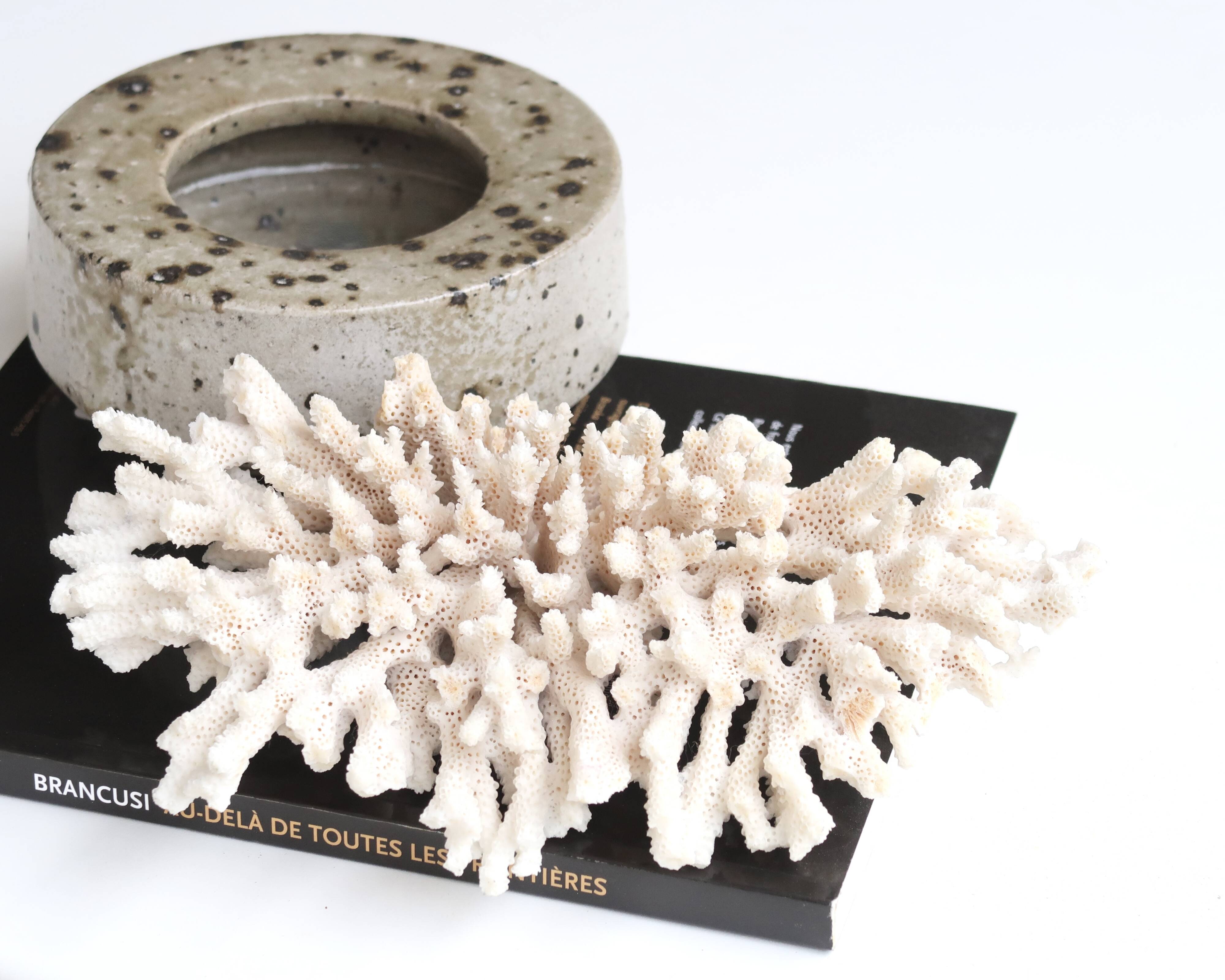 White coral, 70s