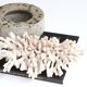 White coral, 70s