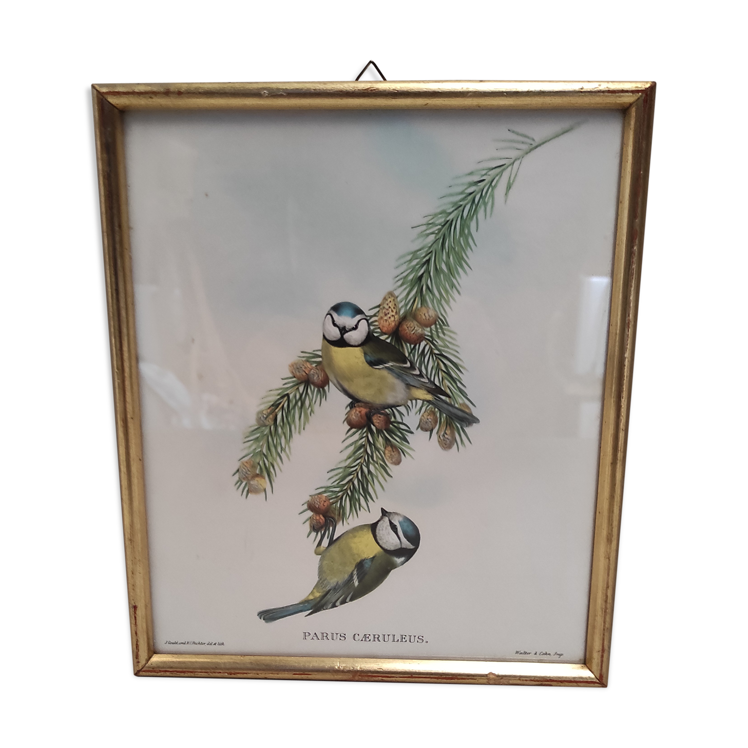 Lithography illustration bird Parus C-ruleus vintage engraving gilded frame
