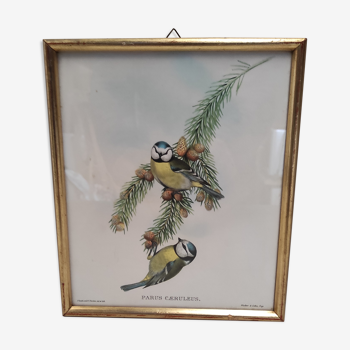 Lithographie illustration oiseau Parus Cæruleus vintage gravure cadre doré