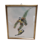 Lithographie illustration oiseau Parus Cæruleus vintage gravure cadre doré