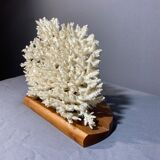 White coral