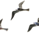Lot de 3 oiseaux de goéland chromé, 15 - 20 -25 cm