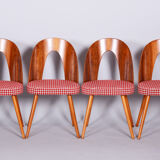 Four restored mid-century chairs, antonin suman, beech, walnut, czechia, 1950s