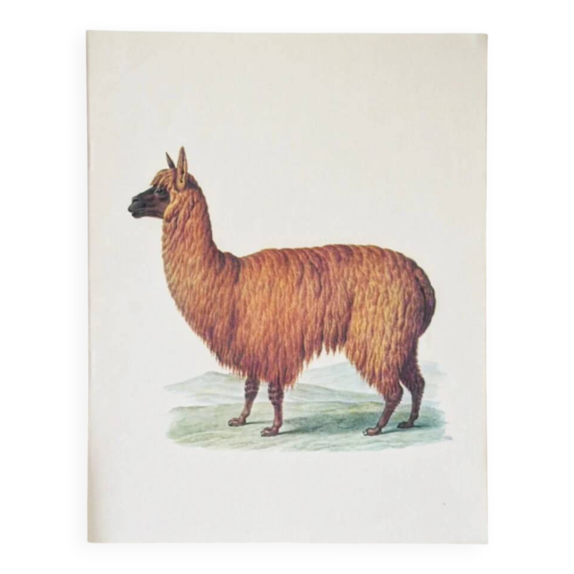 Beast illustrations from the natural history museum.