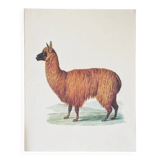 Beast illustrations from the natural history museum.