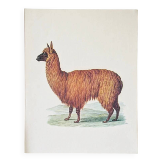 Beast illustrations from the natural history museum.