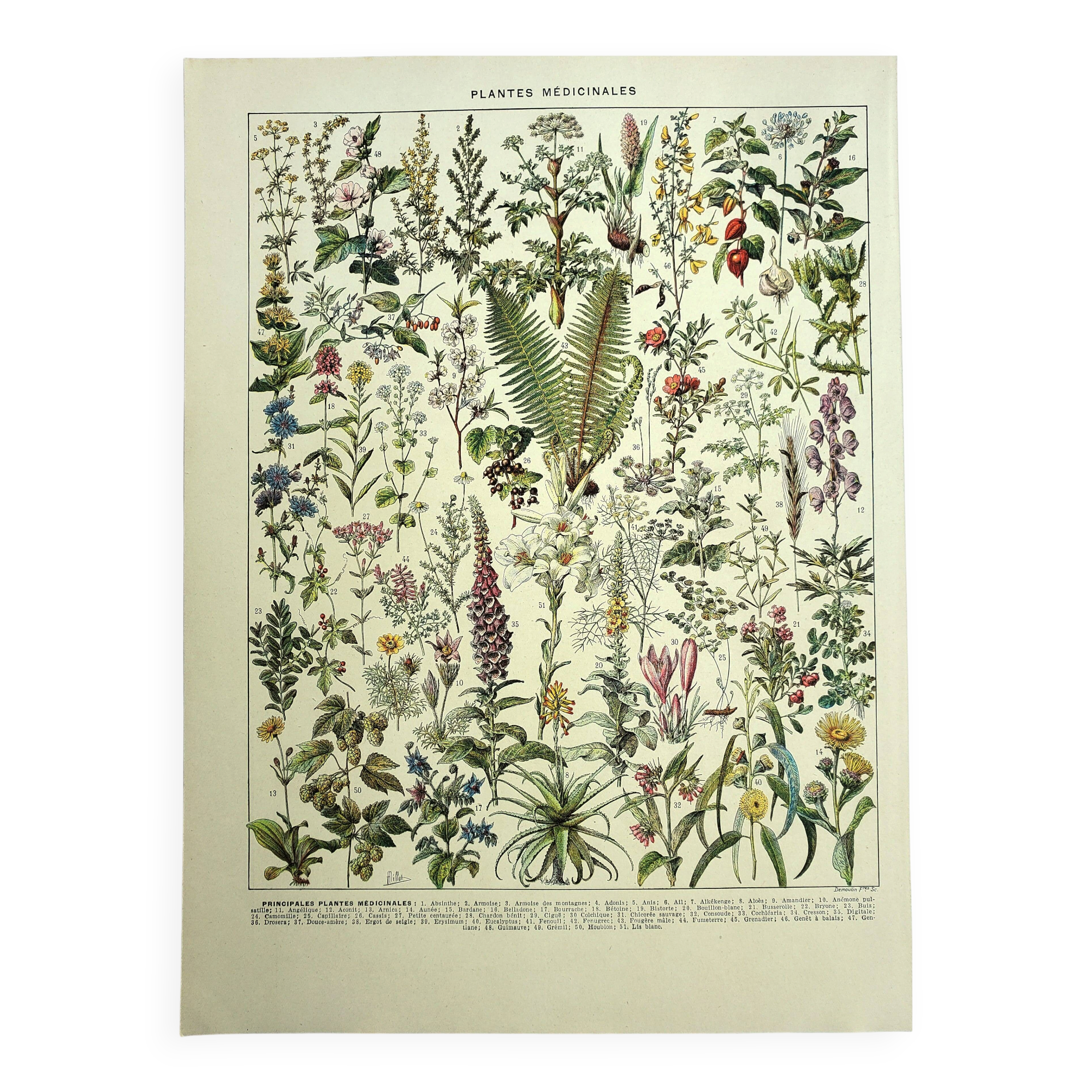 Old engraving 1928 - Medicinal plants by A. Millot. Botany