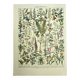 Old engraving 1928 - Medicinal plants by A. Millot. Botany