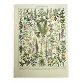 Gravure ancienne 1928 - Plantes médicinales par A. Millot. botanique