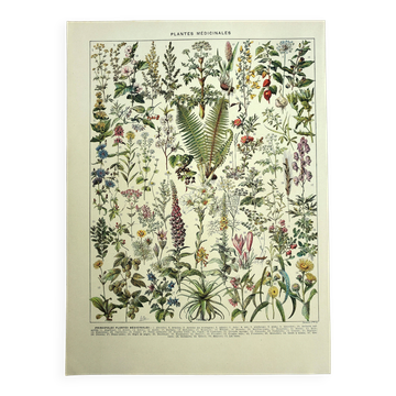 Old engraving 1928 - Medicinal plants by A. Millot. Botany
