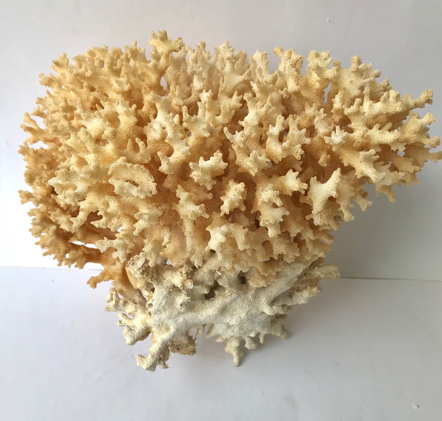Big bush pacific coral