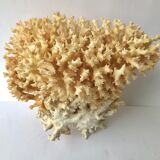 Big bush pacific coral