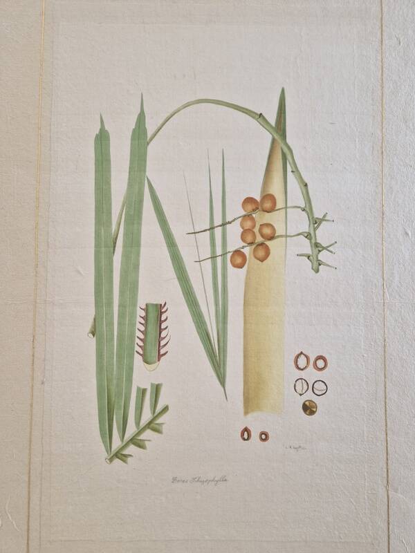 La Roche Laffitte (Born in 1943) - Watercolour drawing on silk - Palm tree