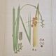 La Roche Laffitte (Born in 1943) - Watercolour drawing on silk - Palm tree