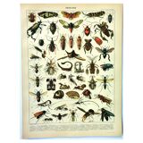Gravure ancienne 1897 - Insectes 2 par Millot - Entomologie et Zoologie