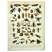 Antique engraving 1897 - Insects 2 by Millot - Entomology and Zoology