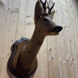 Deer head