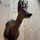 Deer head
