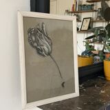 Etude documentaire d'une fleur, drawing, Dumant, 1951