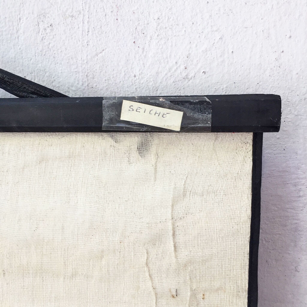 Displays the cuttlefish by Dr Auzoux