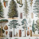 Lithographie sur les arbres de 1928 "épicéa"