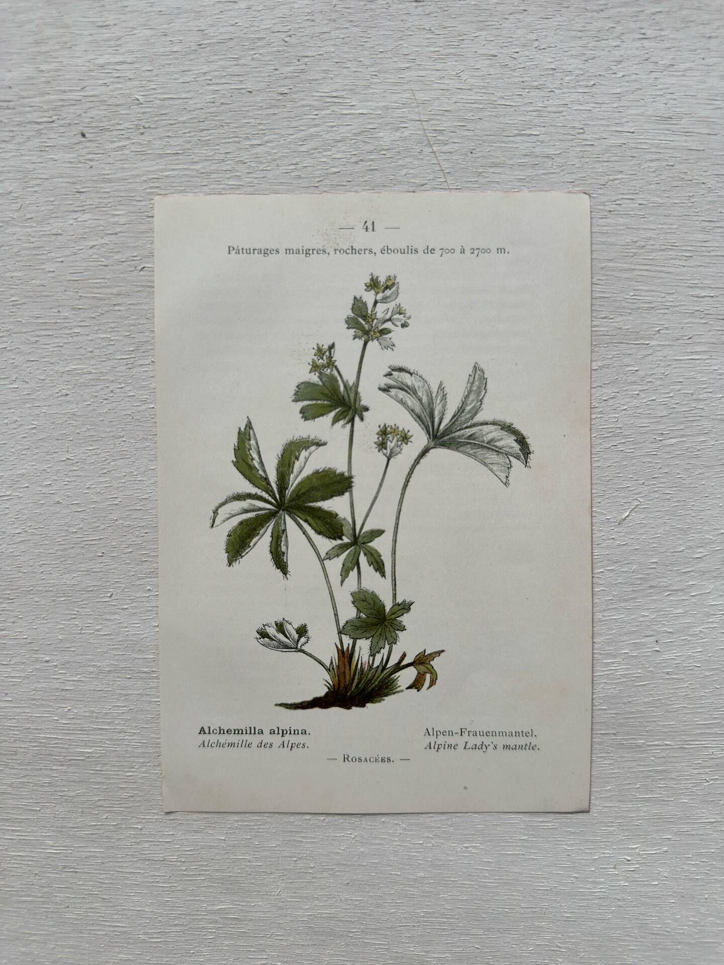 Botanical Plate 1800 Old Naturalist Engraving 19th Century Double-Sided