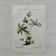 Botanical Plate 1800 Old Naturalist Engraving 19th Century Double-Sided