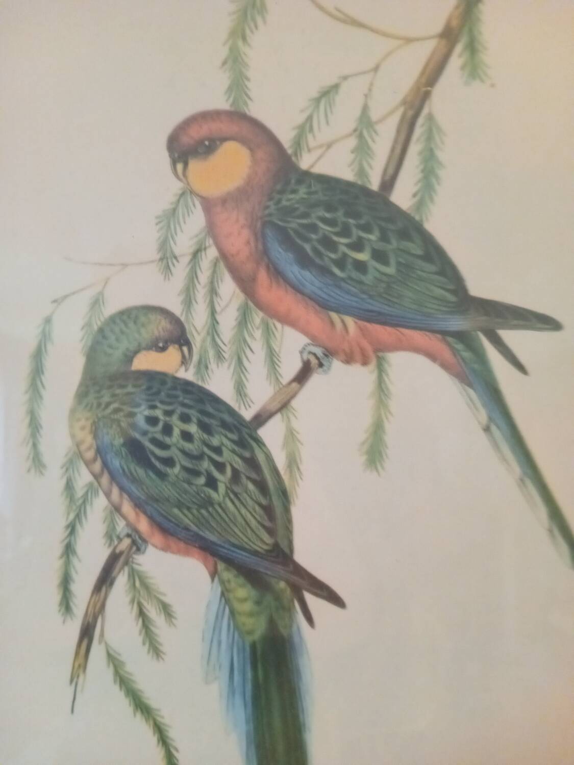 old lithographs - Exotic birds after John Gould