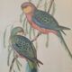old lithographs - Exotic birds after John Gould