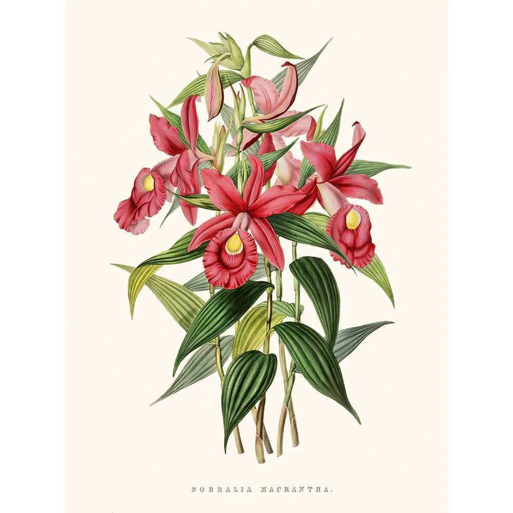 Illustration botanique vintage de Sobralia Macrantha orchidée