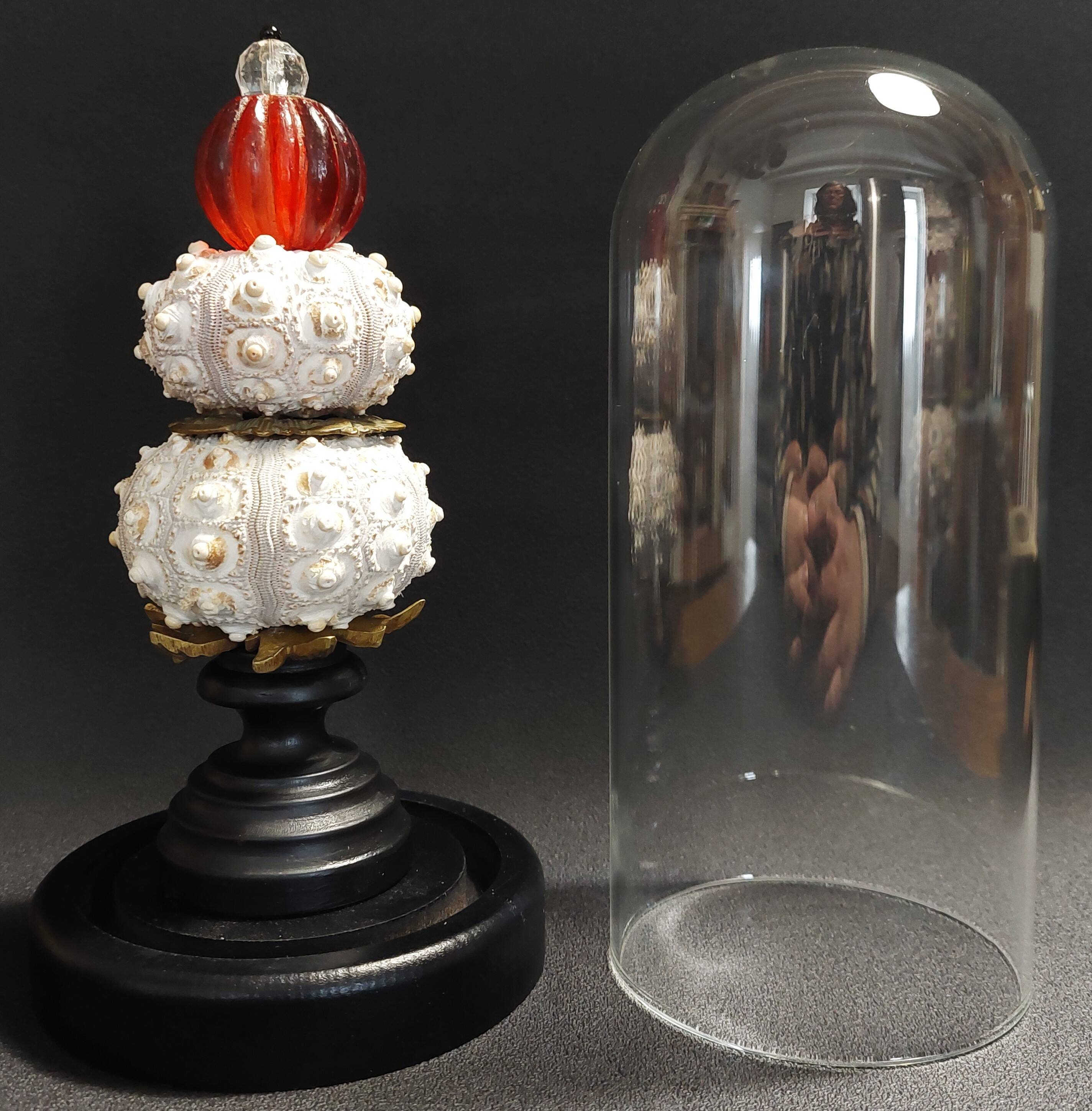 Cabinet of Curiosities globe with sea urchins phyllacanthus imperialis