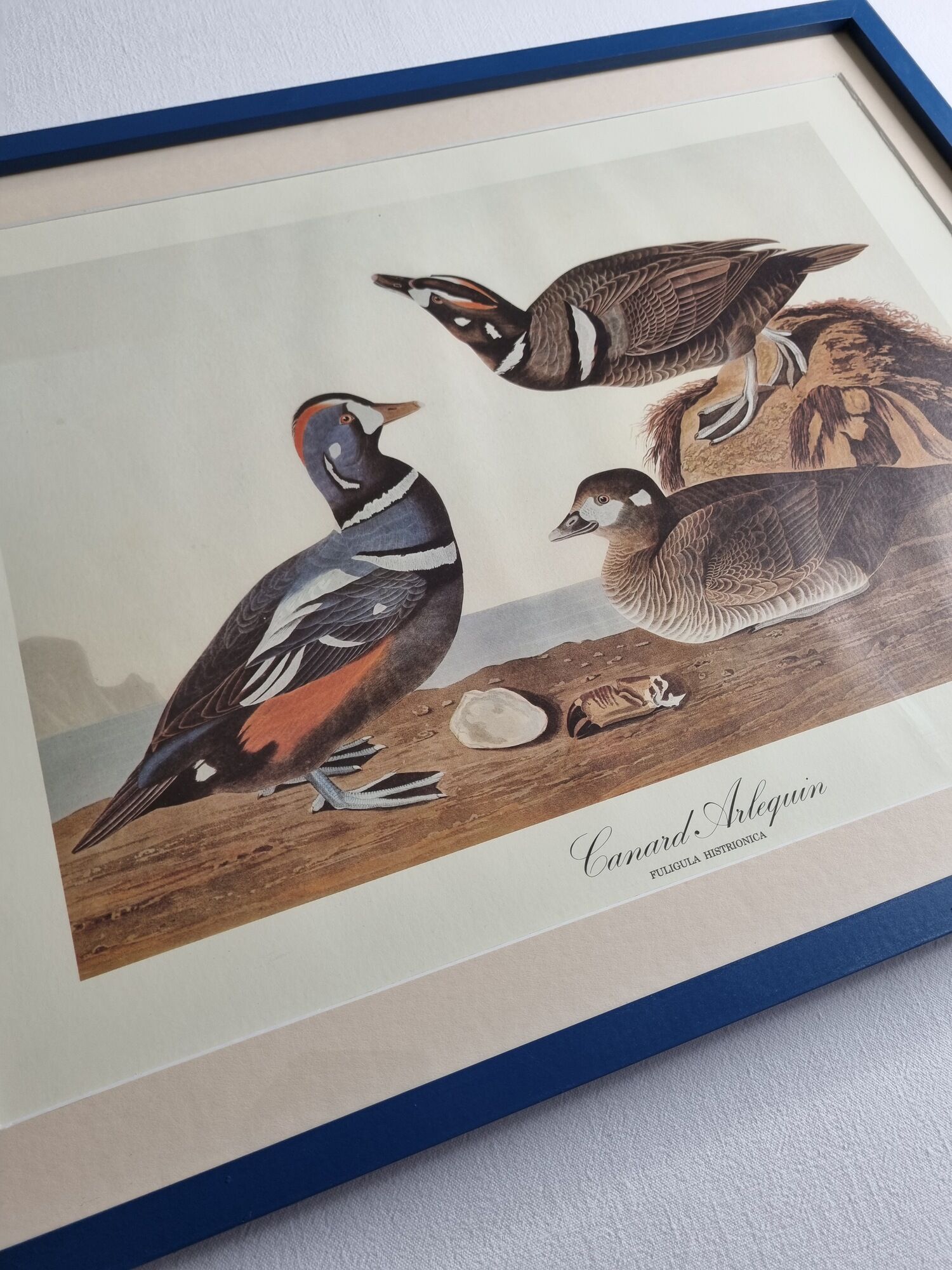 Vintage reproduction after Jean-Jacques Audubon, ornithology, Harlequin Duck