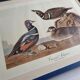 Vintage reproduction after Jean-Jacques Audubon, ornithology, Harlequin Duck