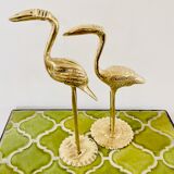 Couple of birds ibis or brass herons