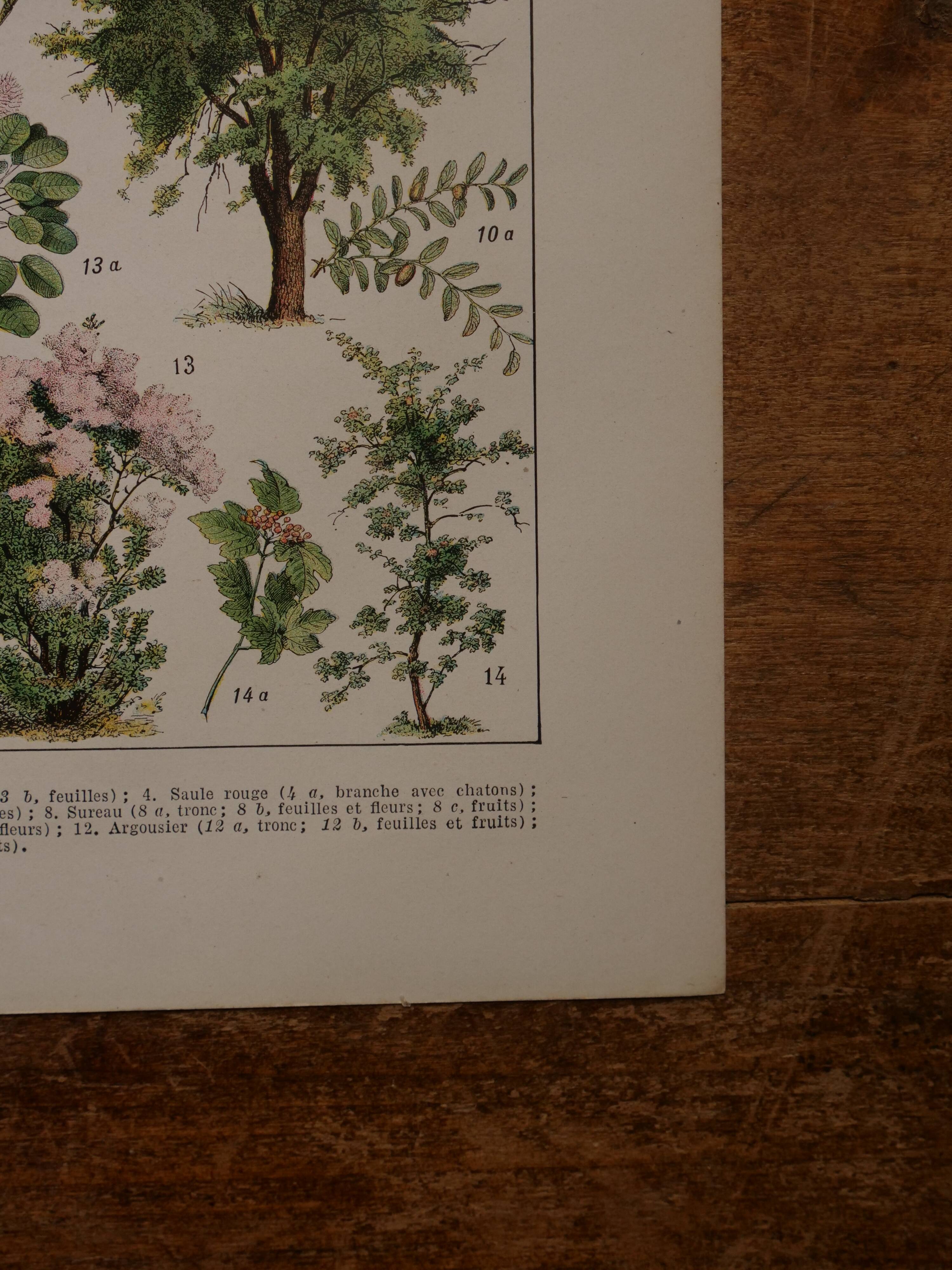 Original lithographs on trees