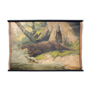 Affiche Loutre