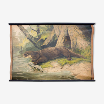 Poster "Otter" educational rack 1891