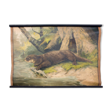 Affiche "Loutre" grille éducatif 1891