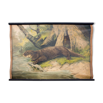 Poster "Otter" educational rack 1891