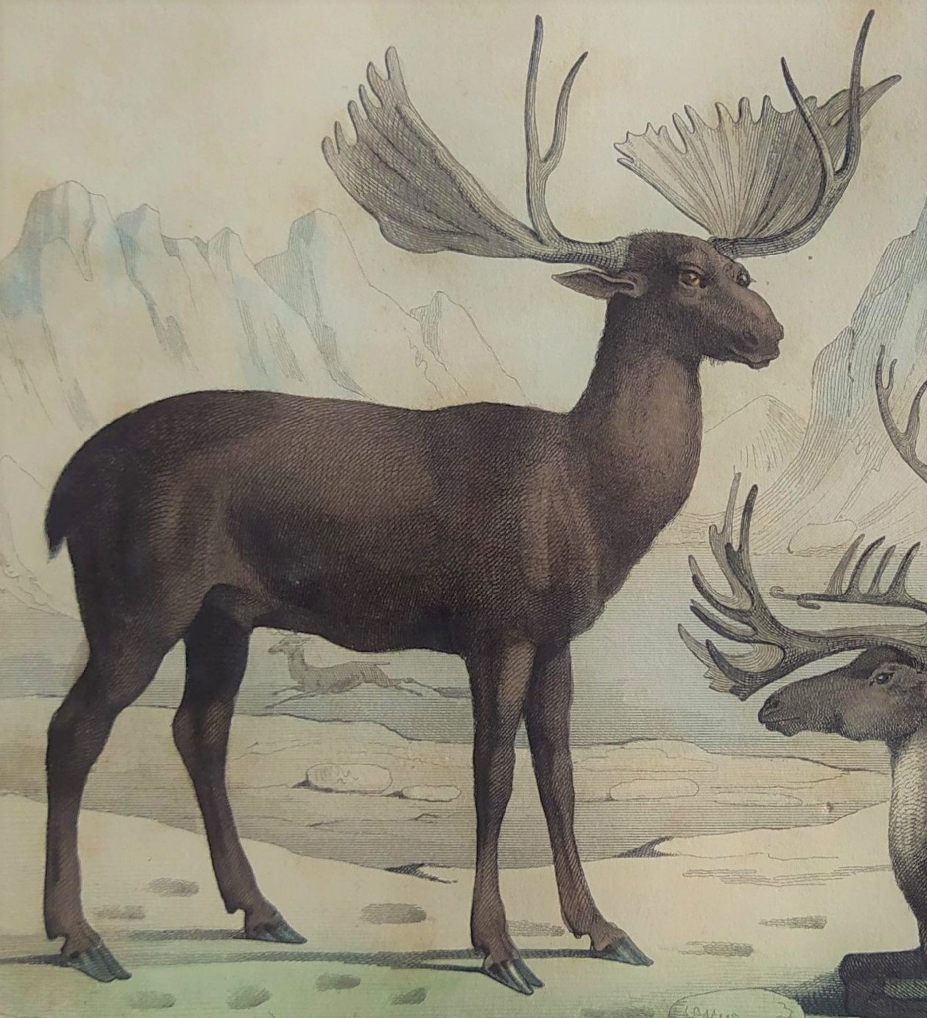 Original Zoological Board " Elan & Reindeer - Buffon 1836