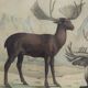 Planche Zoologique Originale " Elan & Renne - Buffon 1836