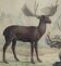 Planche Zoologique Originale " Elan & Renne - Buffon 1836