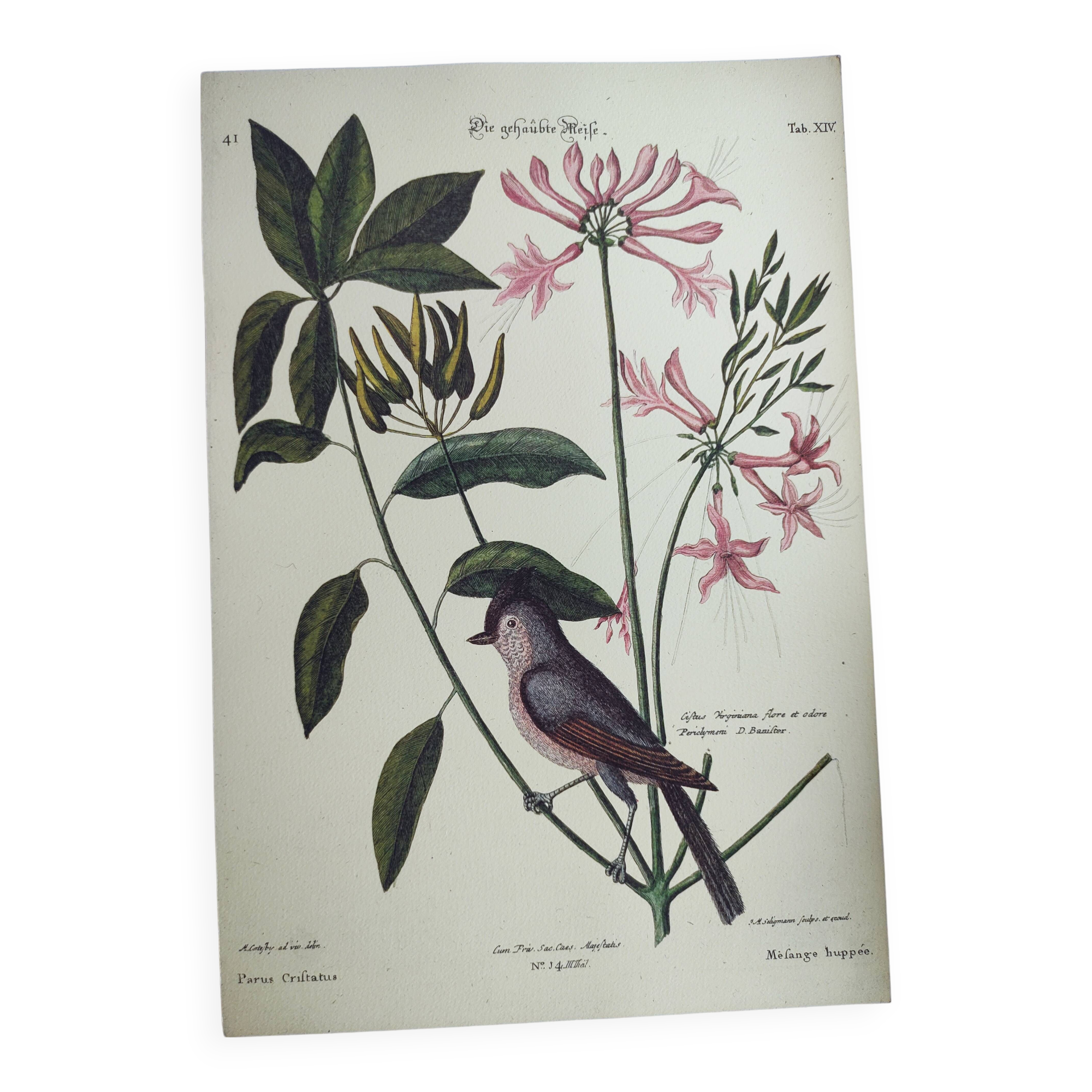 Vintage bird board - Crested titmouse - Old ornithology engraving by Seligmann & Catesby. 1973.