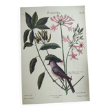 Vintage bird board - Crested titmouse - Old ornithology engraving by Seligmann & Catesby. 1973.