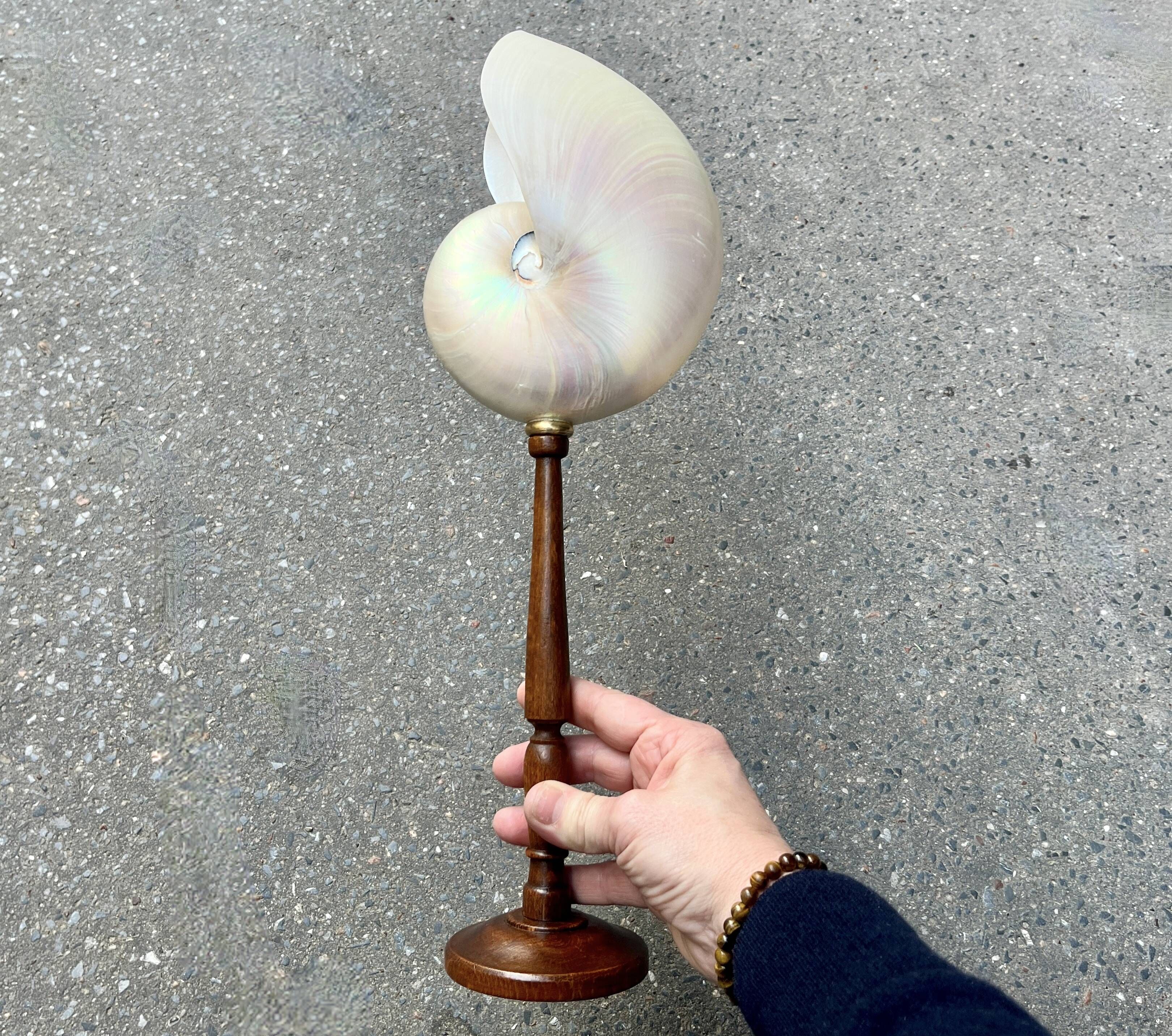 Large pearly Nautilus shell on turned wooden base, old vintage cabinet of curiosities