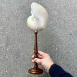 Large pearly Nautilus shell on turned wooden base, old vintage cabinet of curiosities