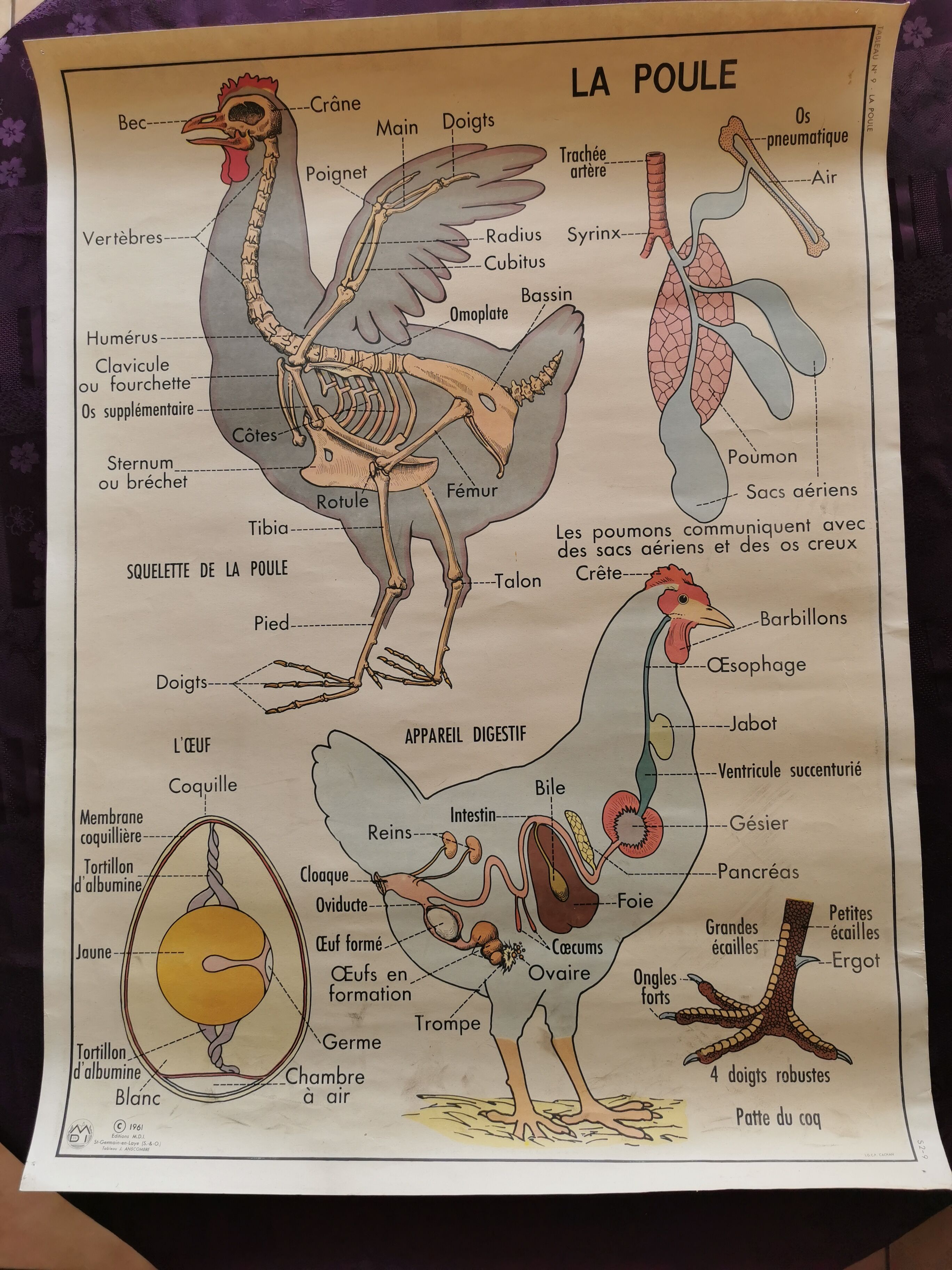 Old educational school poster