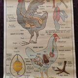 Old educational school poster