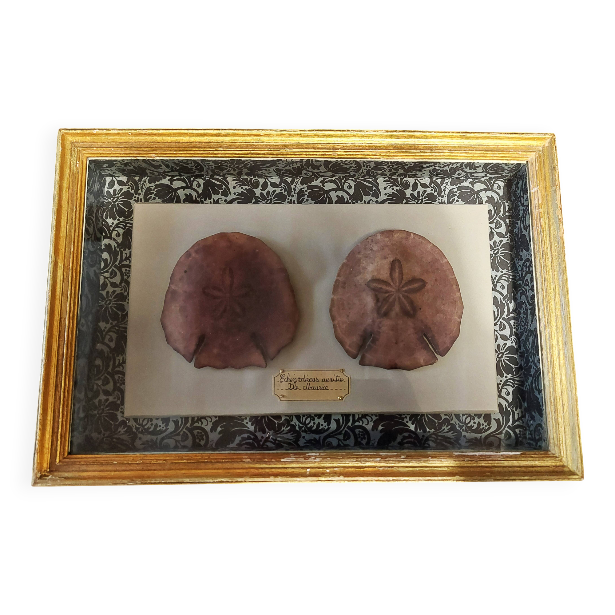 Frame with purple sea urchins Echinodiscus auritus